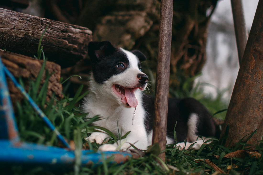 O que preciso comprar para o meu cachorro filhote?