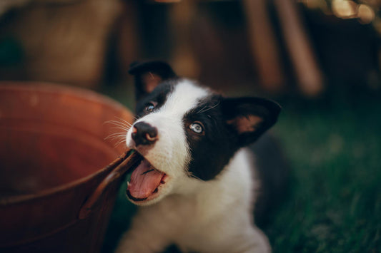 Como fazer para seu cachorro não destruir a caminha.