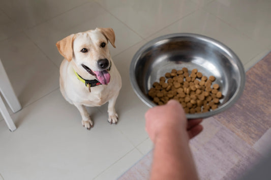 Porque os comedouros de alumínio fazem mal para o seu cachorro?