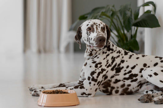 Por que os comedouros de plástico fazem mal para o seu  cachorro?