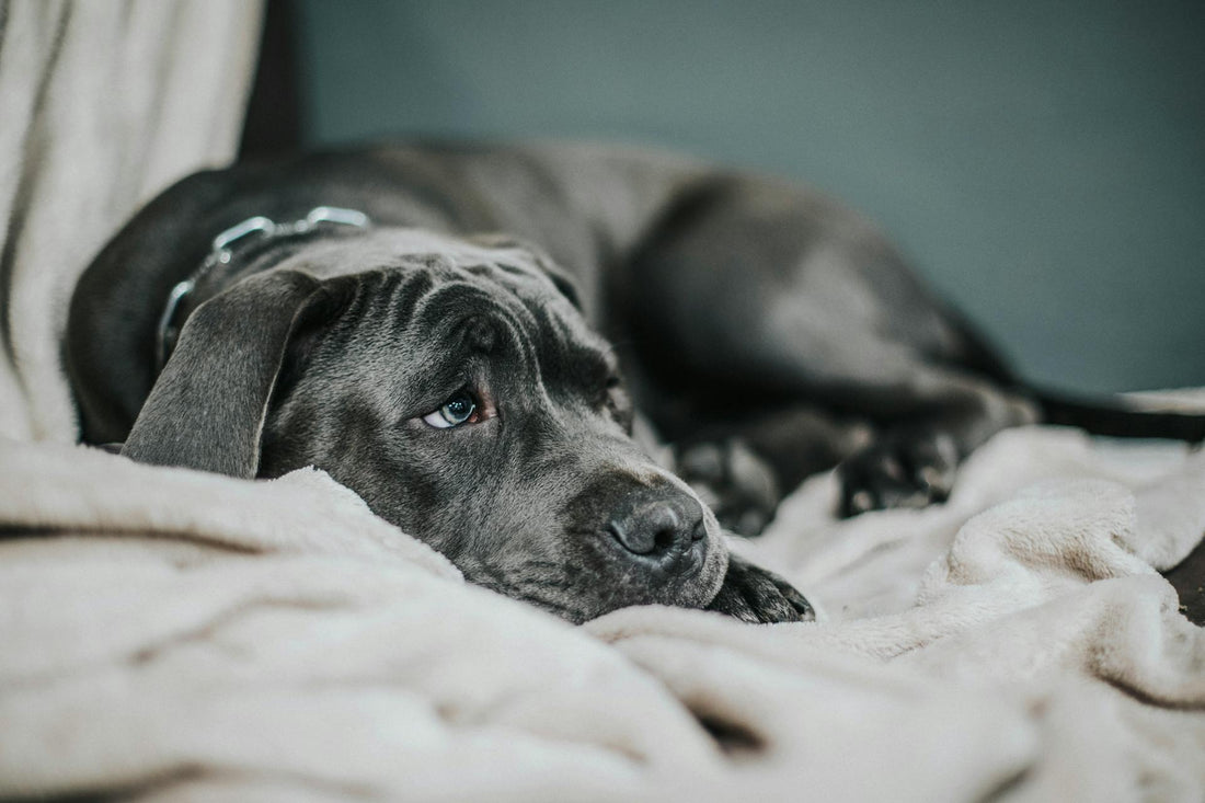 Como dizer se seu cachorro está triste?