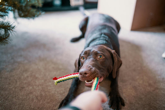 Os Benefícios dos Brinquedos Interativos para Cachorros