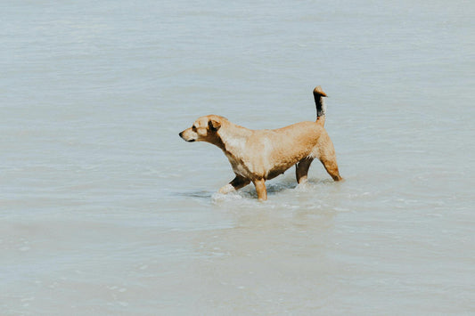 Como Preparar Seu Cachorro Para o Verão: Dicas de Segurança e Conforto