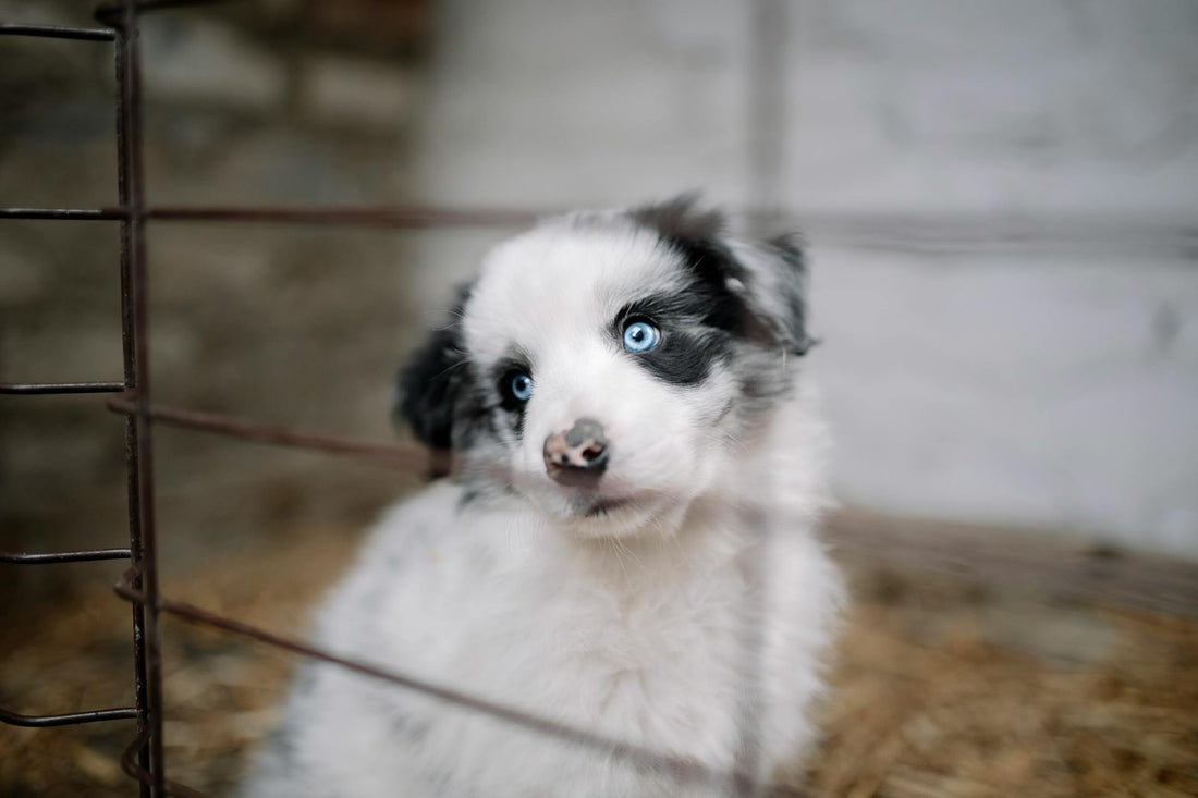 Como ensinar seu cão a receber as visitas?