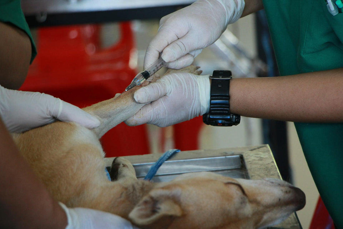 A Importância das Consultas Veterinárias Regulares: Por Que Não Ignorar