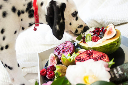 Por que você deve considerar trocar a ração pela alimentação natural para seu pet.