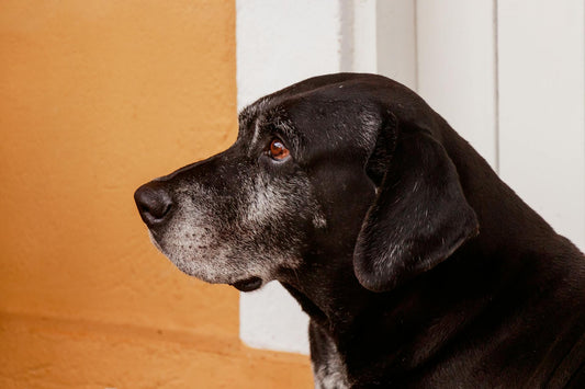 10 Sinais de Que Seu Cachorro Pode Estar Com Dor: O Que Todo Dono Deve Saber