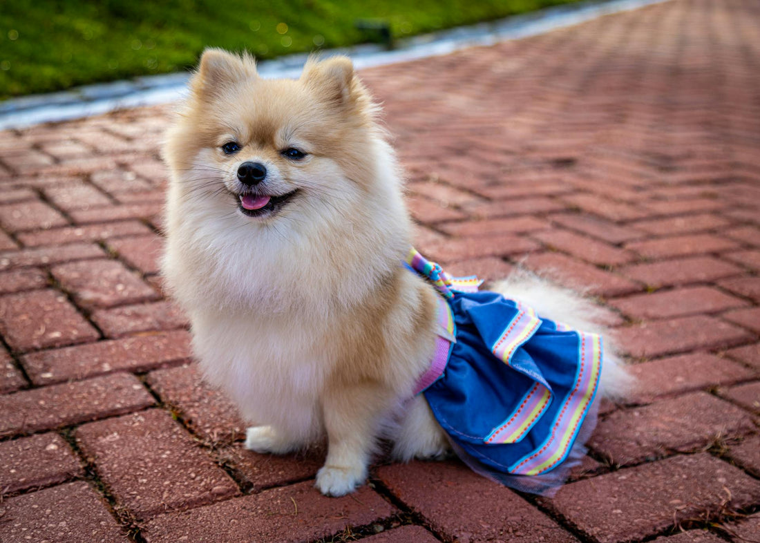 Cuidados Essenciais com a Higiene dos Acessórios do Seu Cachorro