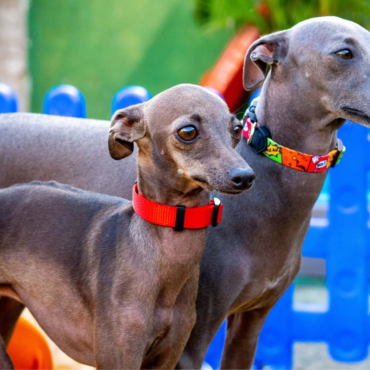 Galgos italianos, um com a Coleira Catchup e outro com a Coleira HQ ao fundo