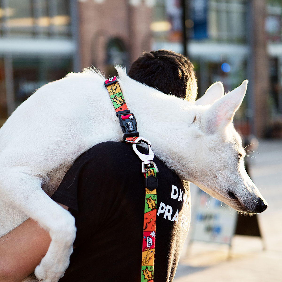 Cachorro grande branco no colo do tutor usando Coleira e Guia HQ