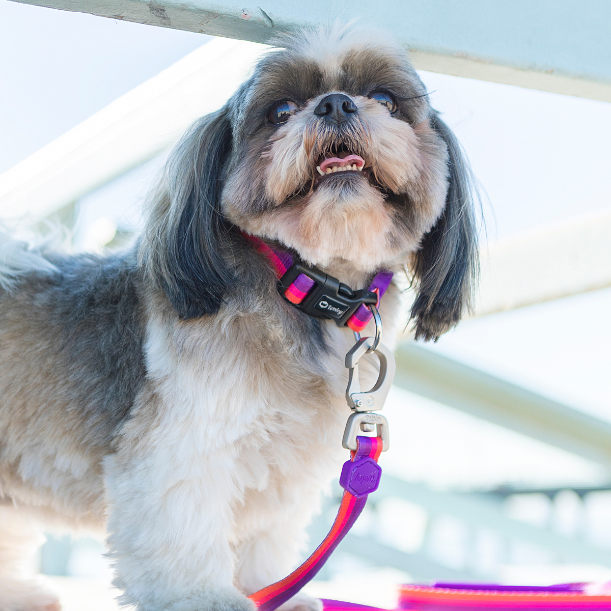 Cachorro em um deck de madeira ensolarado usando Coleira e Guia Purple