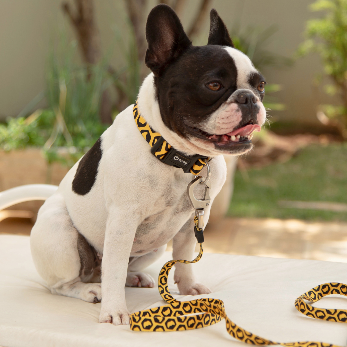 Bulldogue francês na cadeira de praia usando Coleira e Guia Woley Lovers