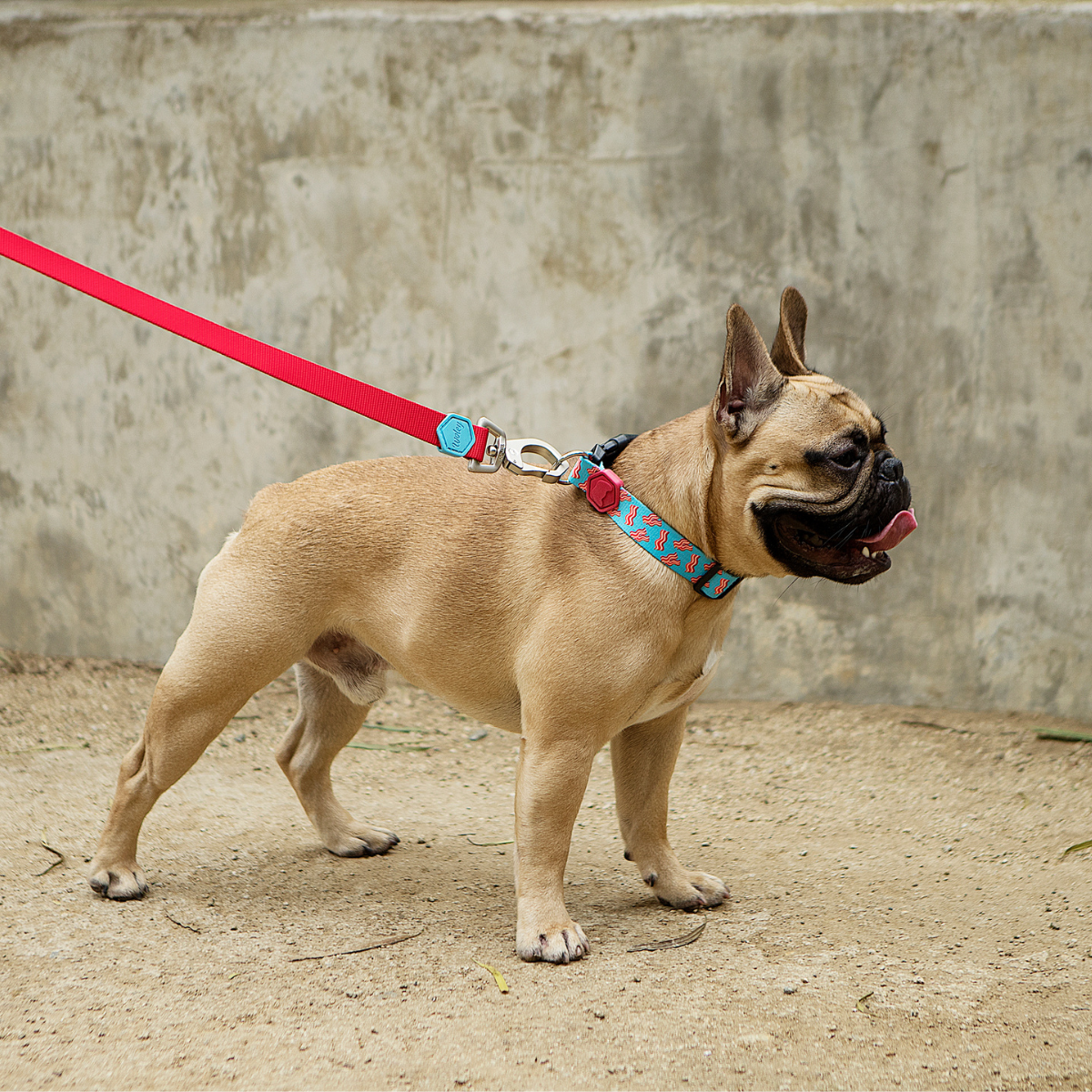 Bulldogue Francês animado com a Coleira Beicão e Guia Catchup para o passeio