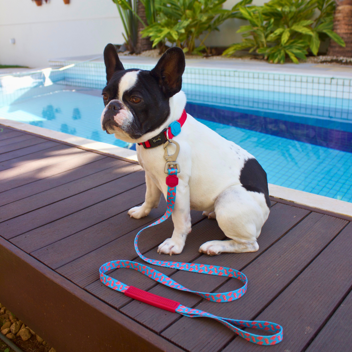 Bulldogue Francês ao lado da piscina com Coleira Catchup e Guia Beicão para passeio