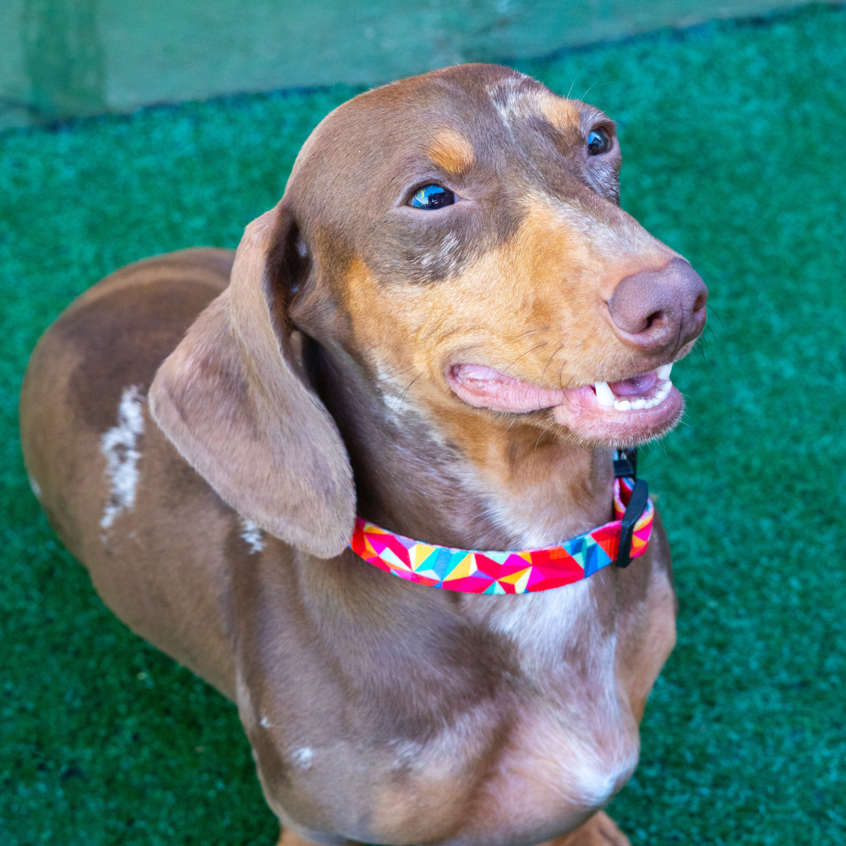 Dachshund Arlequim sorrindo com Coleira Woley Frevo