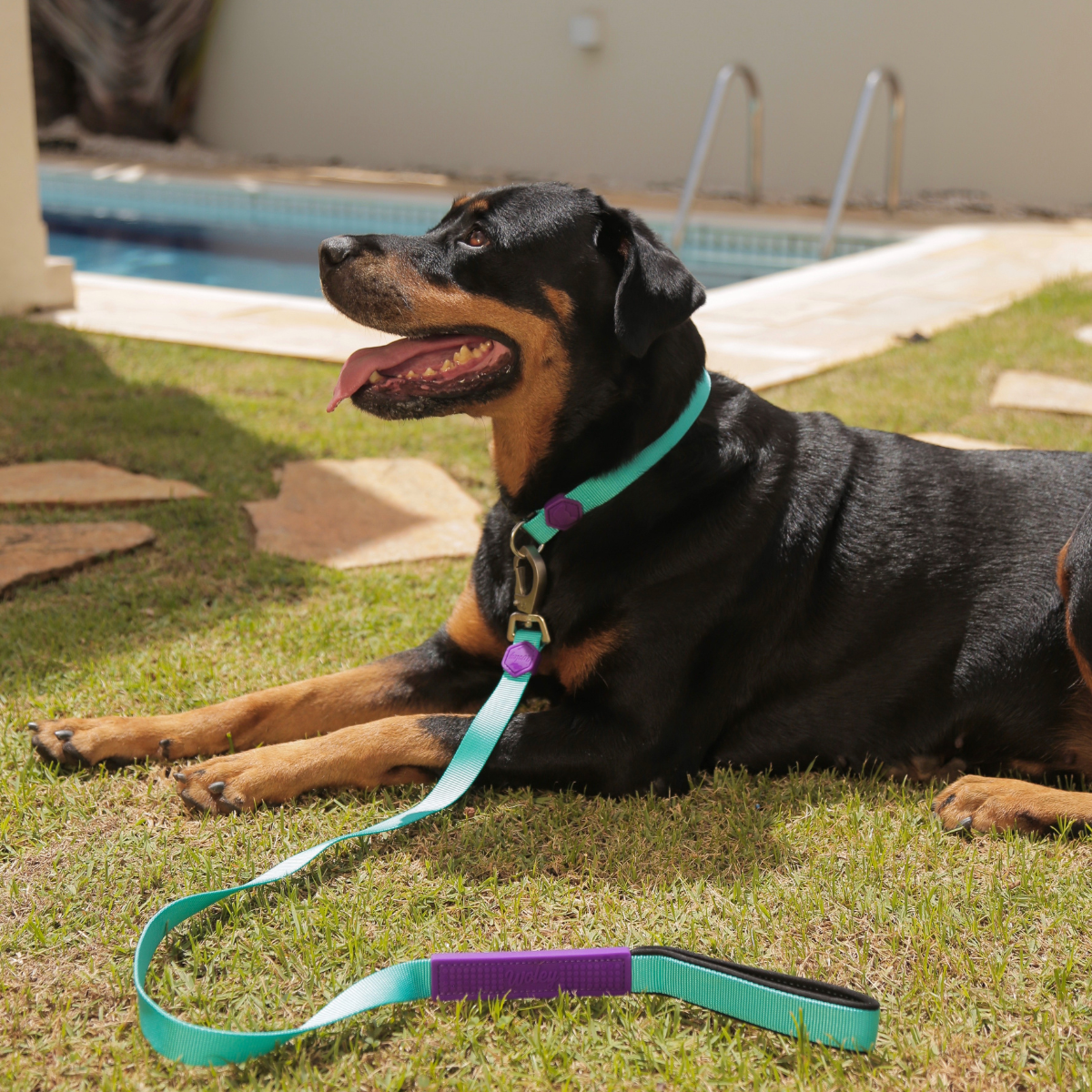 Rottweiler deitado no gramado usando Guia e Coleira Woley Piscina