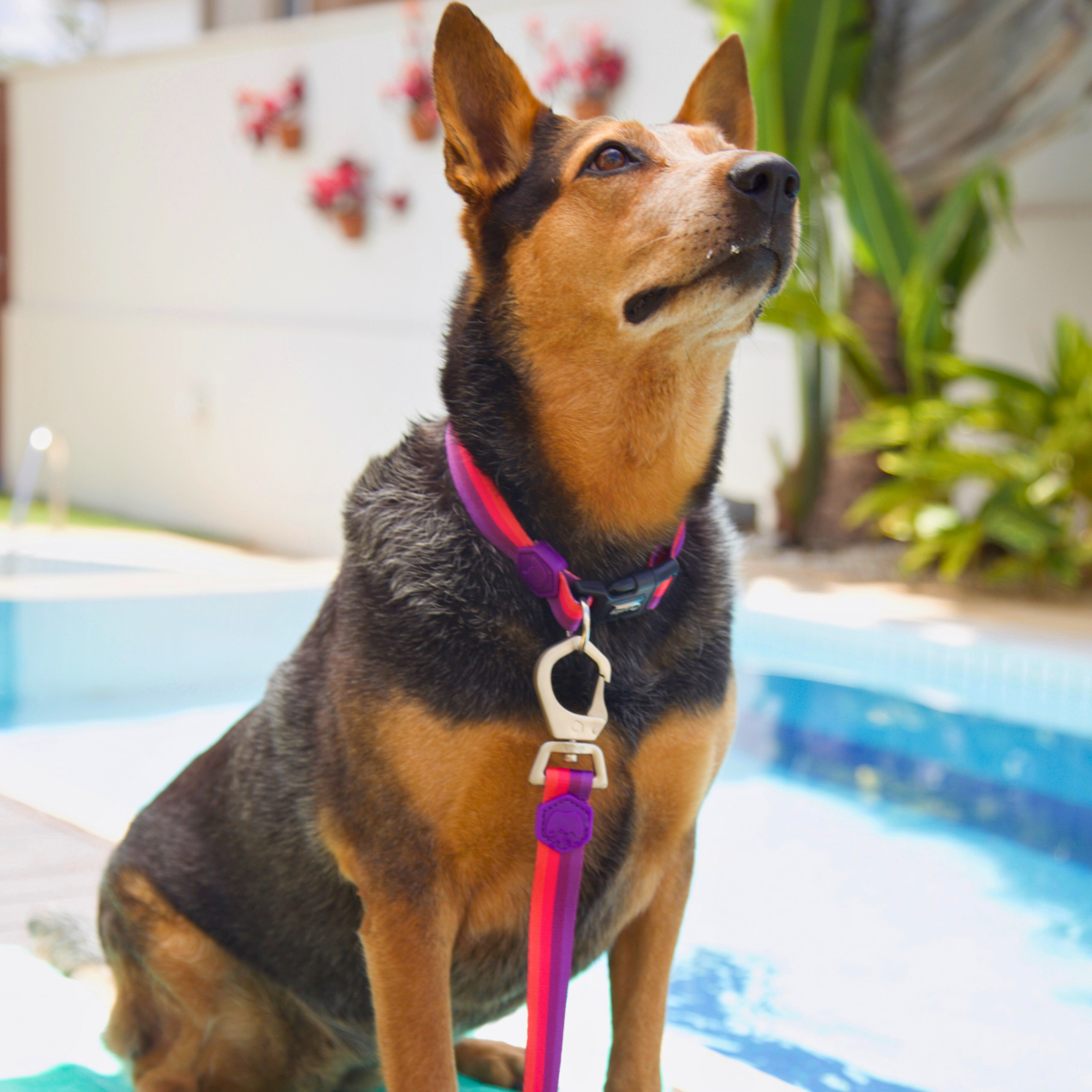 Cachorro grande ao lado da piscina usando Coleira e Guia Purple