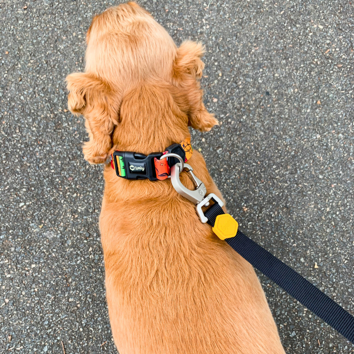 Cachorro grande usando coleira HQ e guia Woley Basicão em passeio