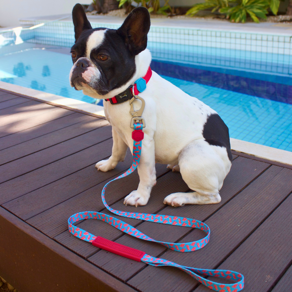 Bulldogue francês na piscina com coleira Catchup e guia Woley Beicão