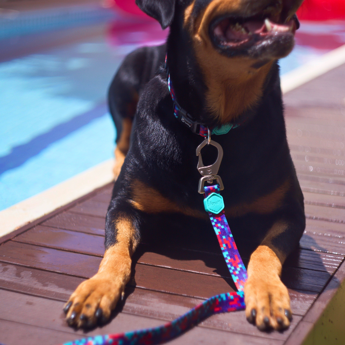 Rottweiler deitado ao lado da piscina usando coleira e guia Woley Pixel