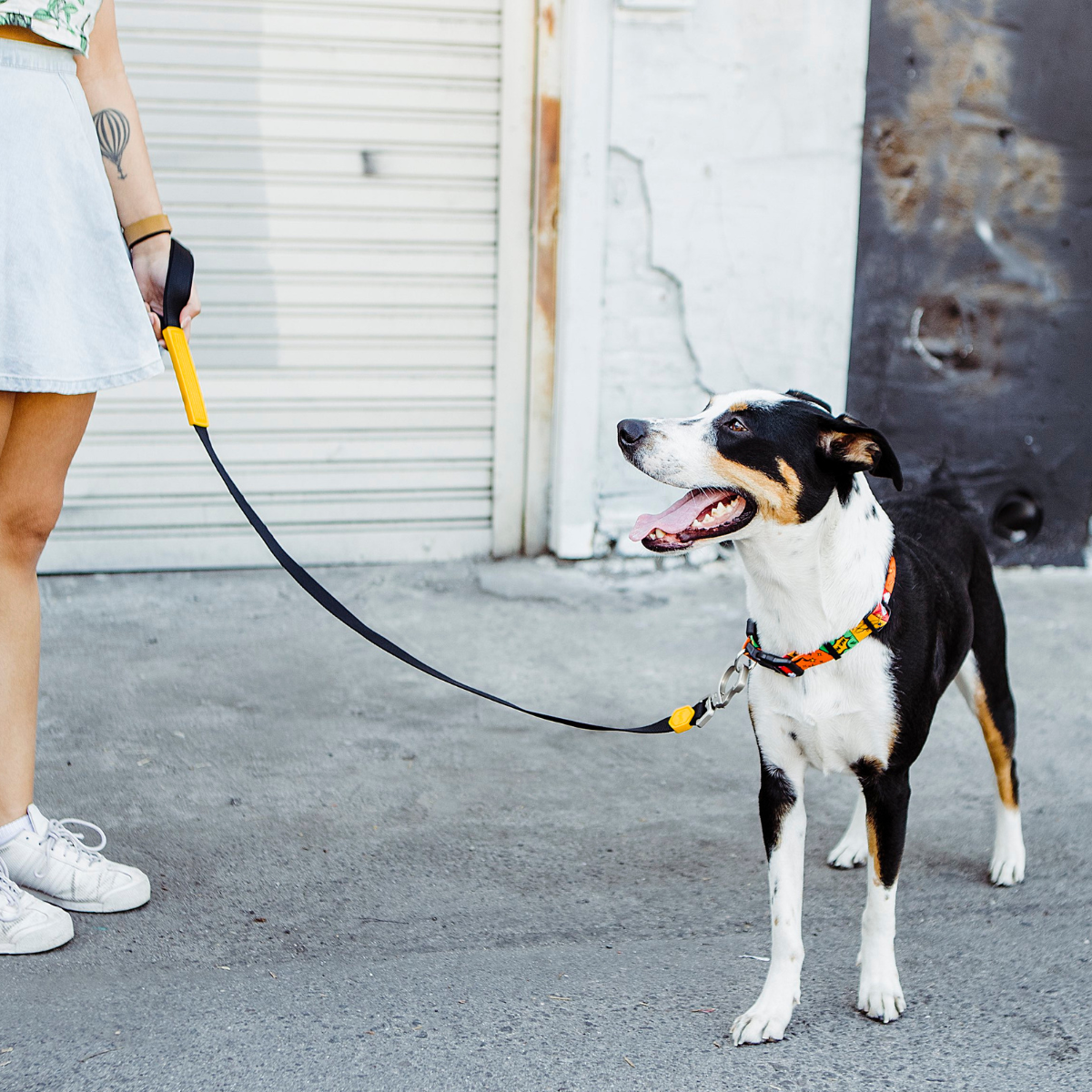 Cachorro grande em passeio com coleira HQ e guia Woley Basicão