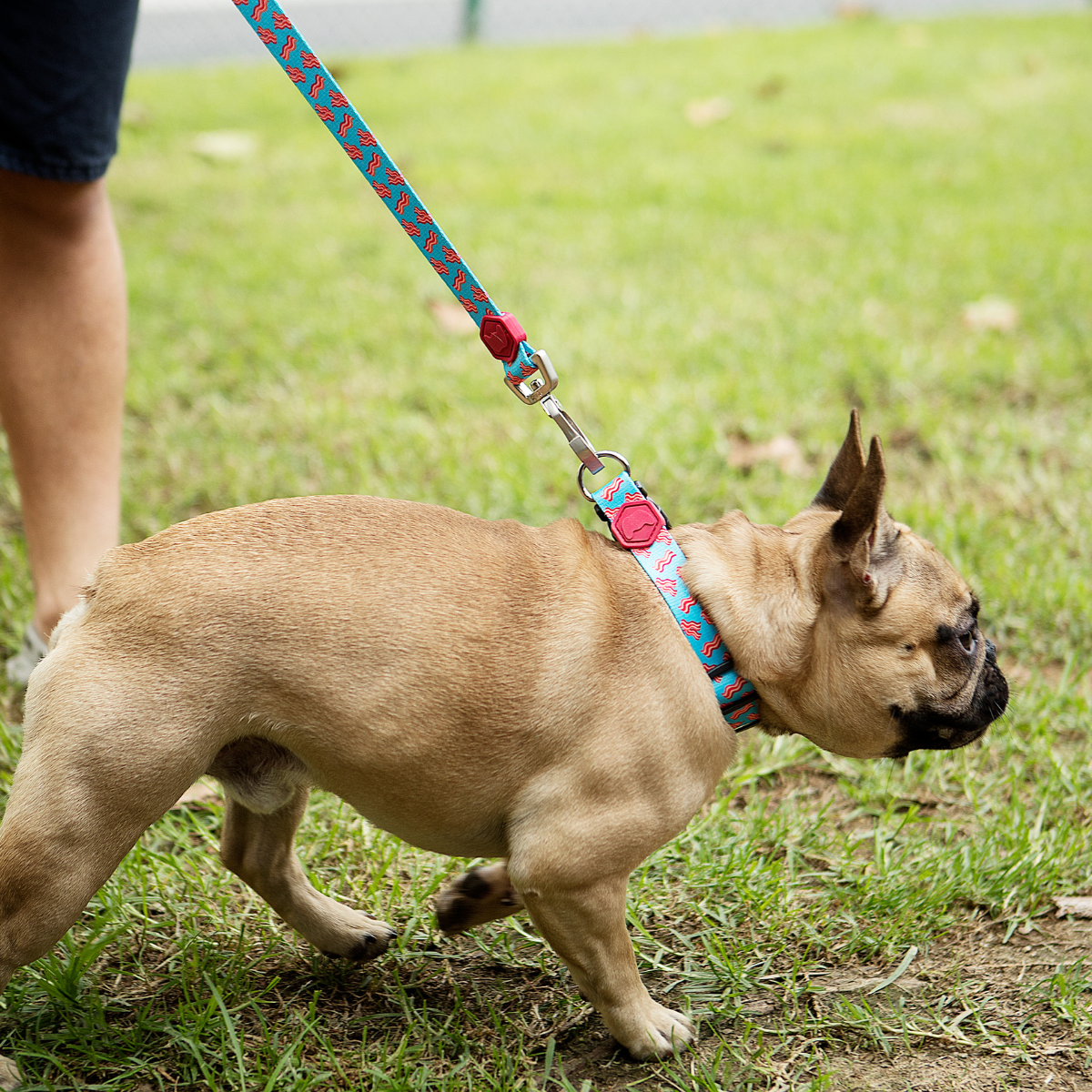 Bulldogue francês passeando com guia e coleira Woley Beicão no gramado