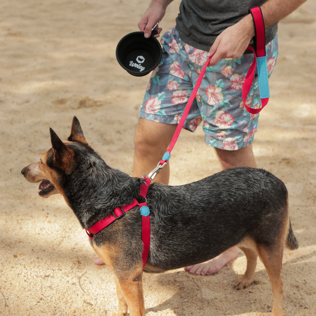 Cachorro grande no passeio usando peitoral e guia Woley Catchup