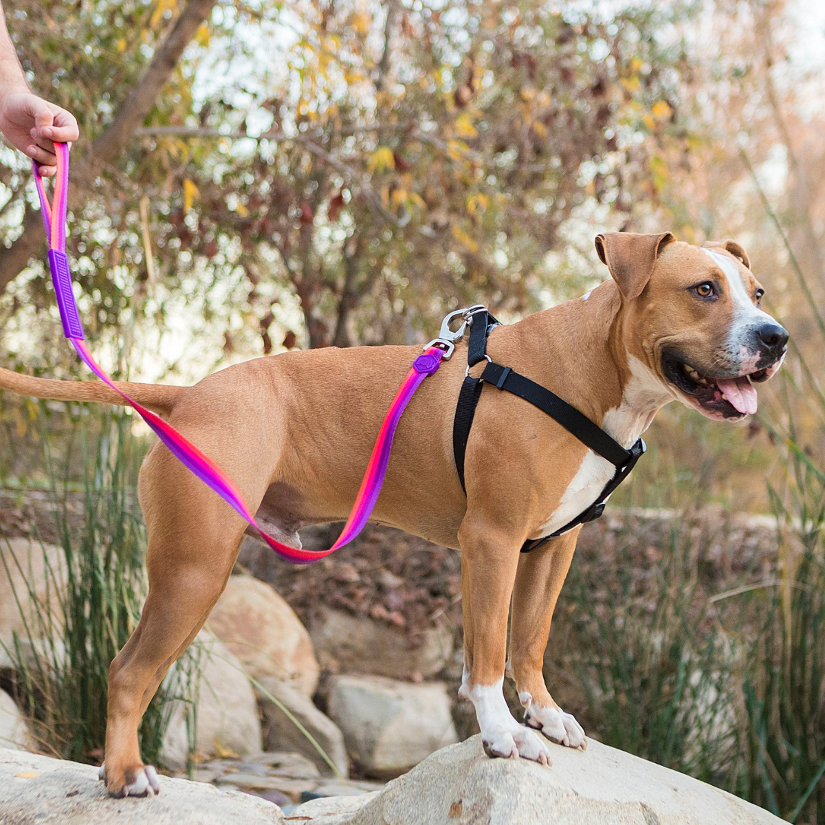 Cachorro grande na trilha usando peitoral Basicão e guia Purple