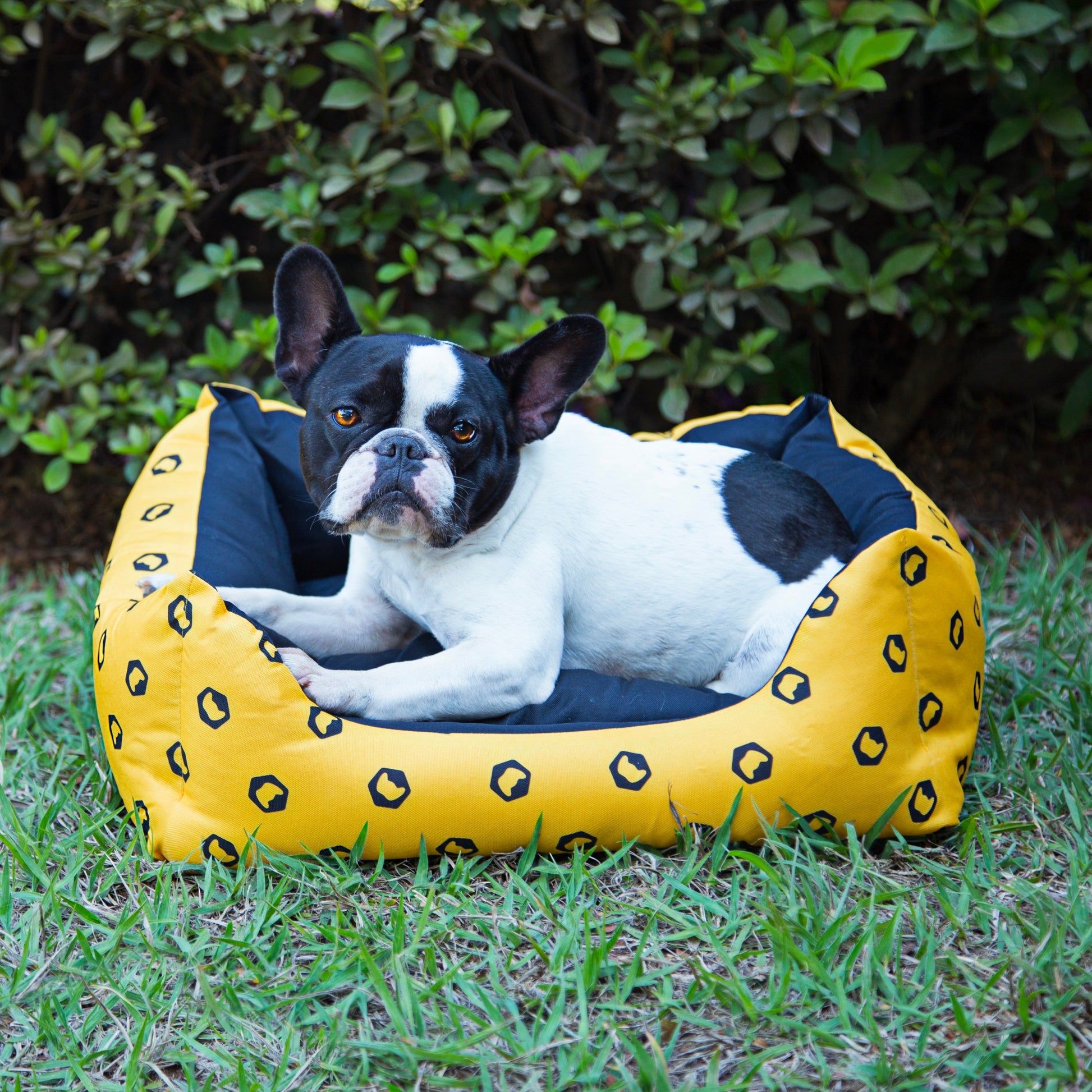 Buldogue Francês aconchegado em Cama M Woley, exemplificando o ajuste ideal para raças médias