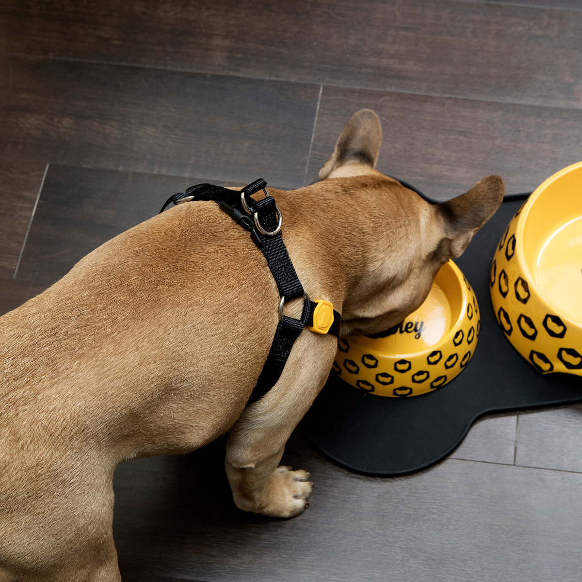 Cachorro se hidratando em pote Woley Lovers com peitoral Basicão