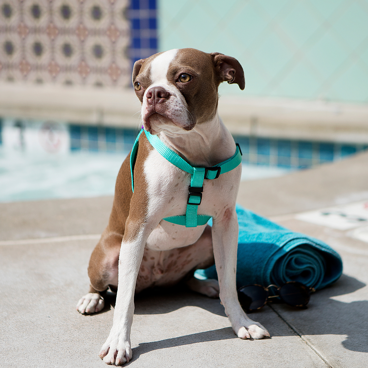 Cachorro porte médio sentado na frente da piscina usando peitoral Woley Piscina