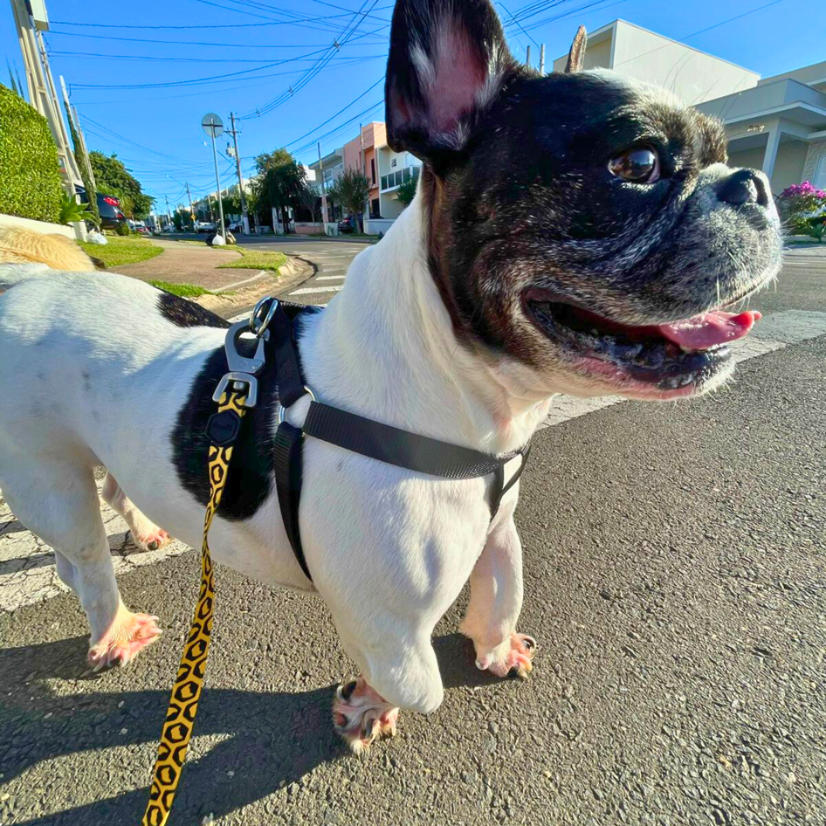 Bulldogue passeando na rua com peitoral Woley Basicão e guia Woley Lovers