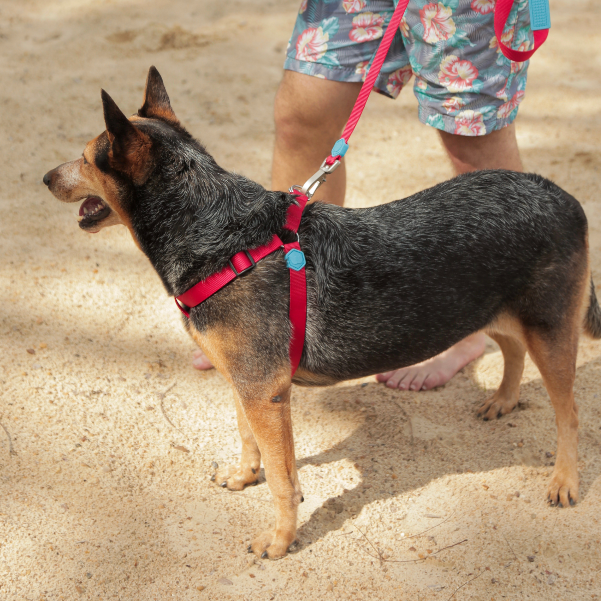 Cachorro grande usando peitoral e guia Woley Catchup em seu passeio