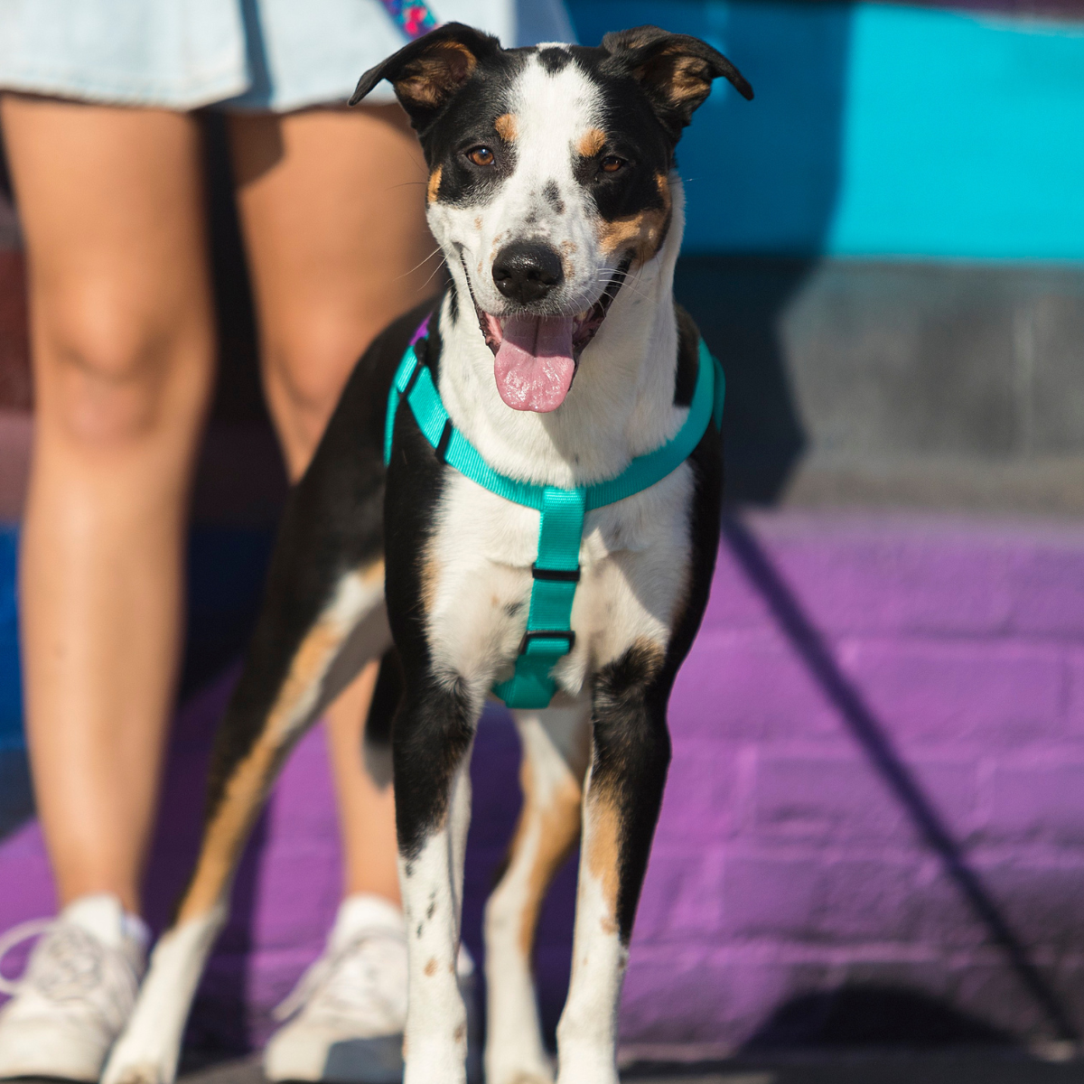 Cachorro porte grande usando peitoral Woley Piscina em seu passeio