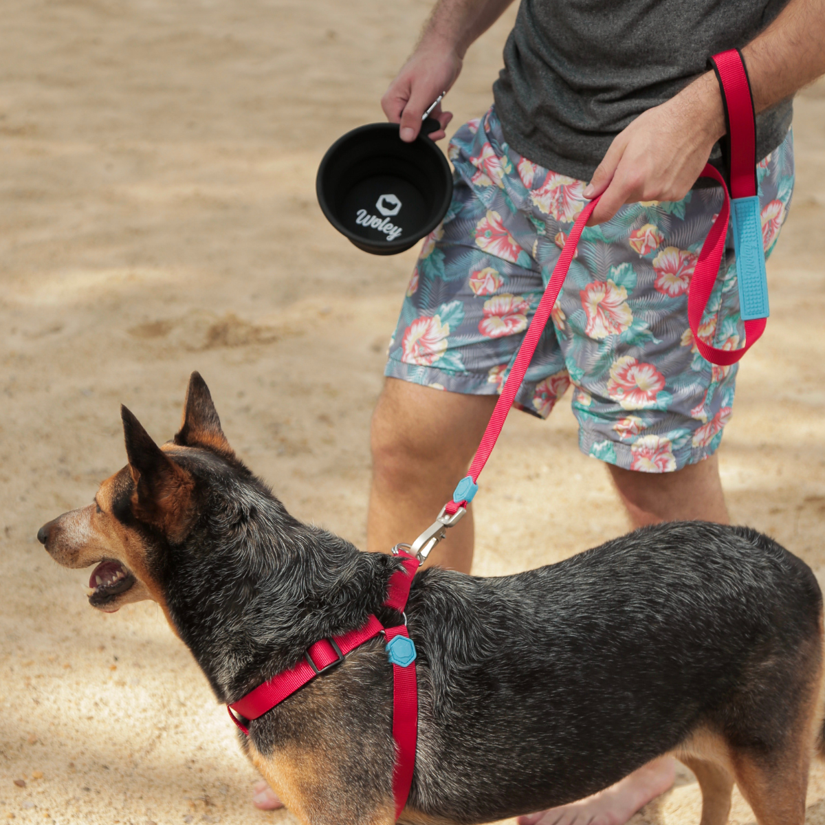 Passeio de cachorro grande com peitoral e guia catchup e tutor segurando pote retrátil preto